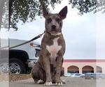 Small Catahoula Leopard Dog Mix