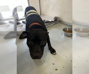 Mutt Dogs for adoption in Stockton, CA, USA