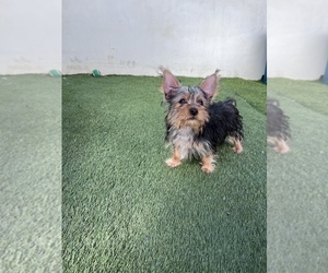 Yorkshire Terrier Puppy for sale in VAN NUYS, CA, USA