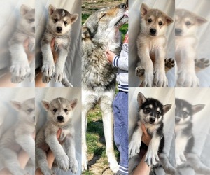 Czech Wolfdog-Wolf Hybrid Mix Puppy for sale in LEESVILLE, SC, USA