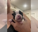 Small #2 Boston Terrier