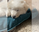 Small Photo #7 Samoyed-Shetland Sheepdog Mix Puppy For Sale in GOSHEN, IN, USA