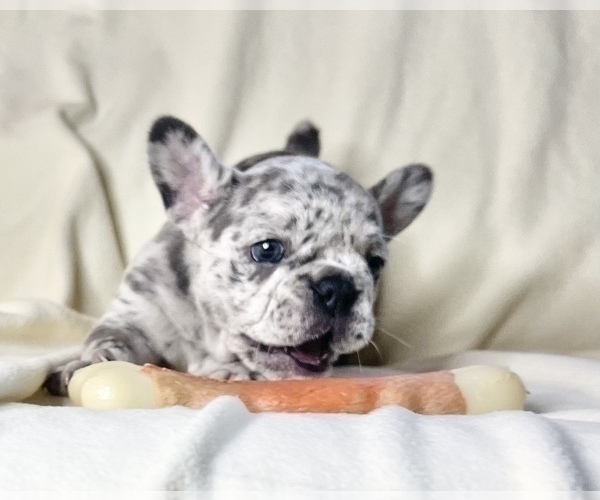 Medium Photo #6 French Bulldog Puppy For Sale in STATEN ISLAND, NY, USA