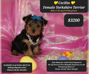 Yorkshire Terrier Puppy for sale in TUCSON, AZ, USA