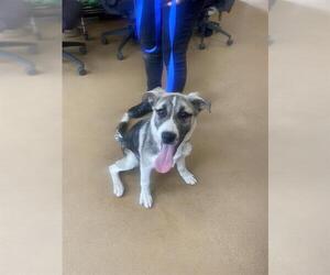 German Shepherd Dog-Siberian Husky Mix Dogs for adoption in Chula Vista, CA, USA