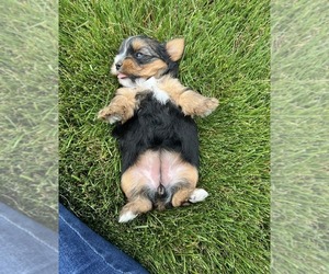 Yorkshire Terrier Puppy for Sale in NILES, Michigan USA