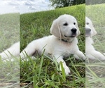 Small Photo #2 English Cream Golden Retriever Puppy For Sale in LOUISBURG, NC, USA