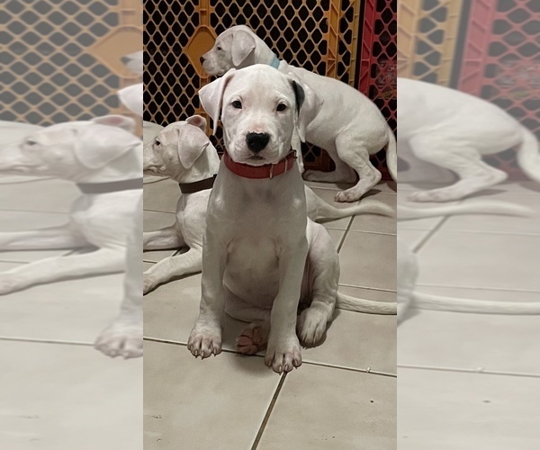 Medium Photo #3 Dogo Argentino Puppy For Sale in DORAL, FL, USA