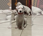 Small Photo #3 Dogo Argentino Puppy For Sale in DORAL, FL, USA