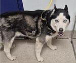 Small Siberian Husky
