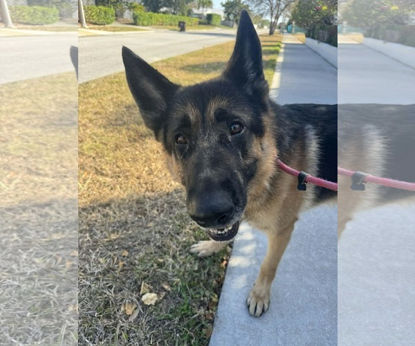 Medium Photo #9 German Shepherd Dog Puppy For Sale in Plantation, FL, USA