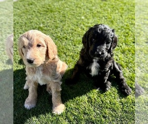 Goldendoodle Puppy for sale in HESPERIA, CA, USA