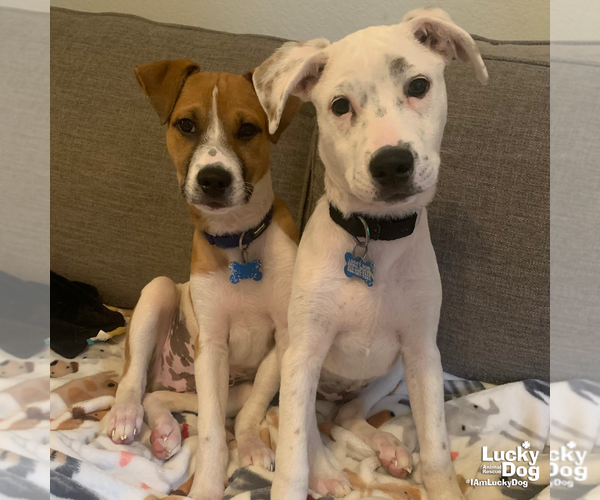 Medium Photo #9 Mutt Puppy For Sale in Washington, DC, USA