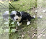 Small Photo #13 Aussiedoodle Miniature  Puppy For Sale in COMMERCE, MI, USA