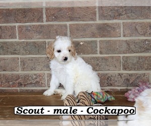 Cock-A-Poo Puppy for sale in CLARKRANGE, TN, USA