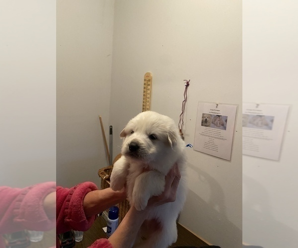 Medium Photo #2 Great Pyrenees Puppy For Sale in NEWTONVILLE, NJ, USA