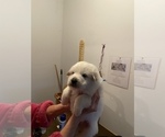 Small Photo #2 Great Pyrenees Puppy For Sale in NEWTONVILLE, NJ, USA