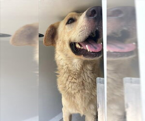 Golden Retriever Dogs for adoption in Houston, TX, USA