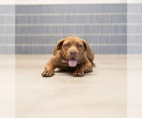 Medium Photo #2 Mastador Puppy For Sale in Marina Del Rey, CA, USA