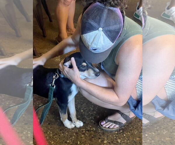 Medium Photo #12 Rat Terrier-Unknown Mix Puppy For Sale in Mount Laurel, NJ, USA