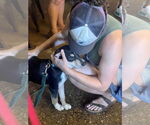 Small #11 Rat Terrier Mix