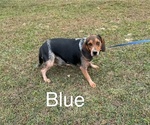 Small Photo #1 Beagle Puppy For Sale in WOODBRIDGE, VA, USA