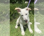 Small Photo #1 German Shepherd Dog Puppy For Sale in GRIFFIN, GA, USA