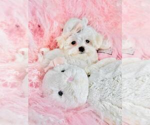 Maltese Puppy for sale in FORT LAUDERDALE, FL, USA