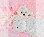 Image preview for Ad Listing. Nickname: Litter of 2