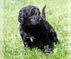 Saint Berdoodle Puppy for sale in CLAYTON, WA, USA