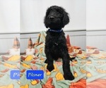 Small Photo #5 Goldendoodle Puppy For Sale in S HARRISN TWP, NJ, USA