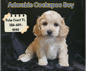 Cockapoo (Toy) Puppy for sale in PALM COAST, FL, USA