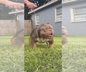 Mother of the American Bully puppies born on 03/23/2022