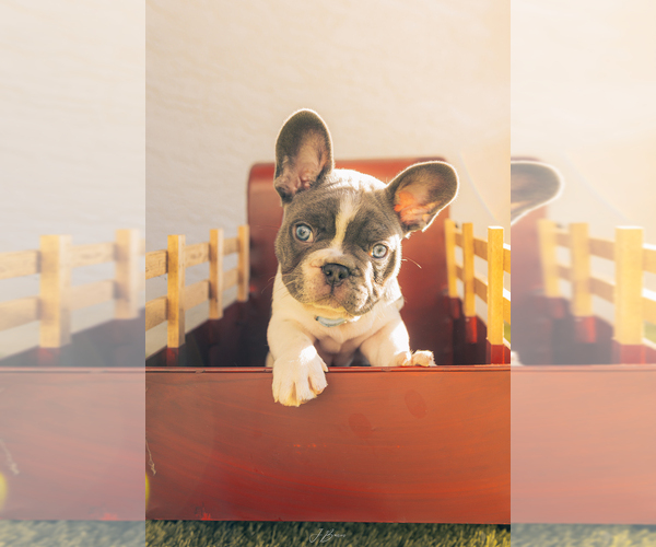 Medium Photo #3 French Bulldog Puppy For Sale in CAPE CORAL, FL, USA