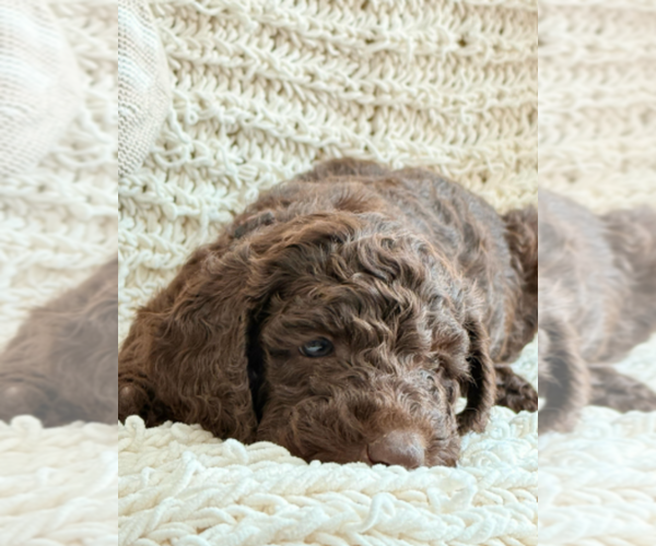 Medium Photo #2 Labradoodle mix (+ Poodle Standard) Puppy For Sale in CHULA VISTA, CA, USA