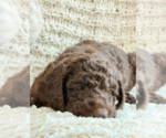 Small Photo #2 Labradoodle mix (+ Poodle Standard) Puppy For Sale in CHULA VISTA, CA, USA