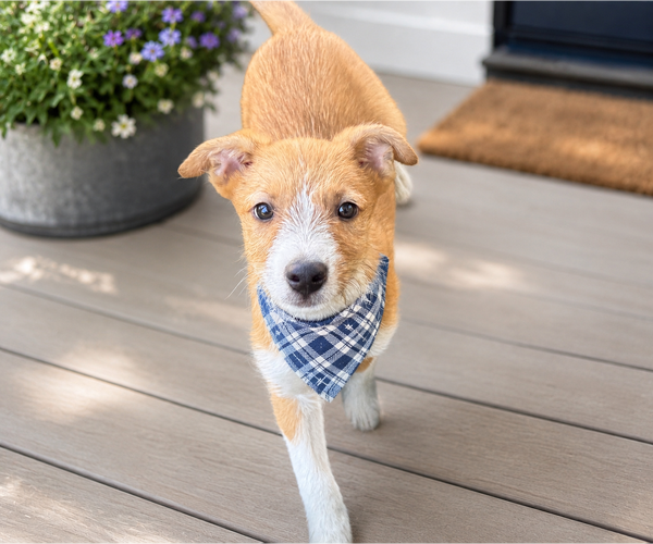 Medium Photo #2 Mutt Puppy For Sale in Phoenix, AZ, USA