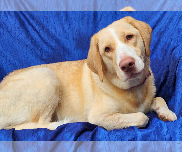 Medium Photo #2 Mutt Puppy For Sale in Cuba, NY, USA