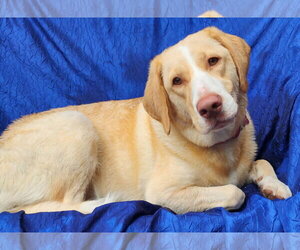 Reba - Female Mutt Dog for Adoption - Photo #2