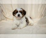 Puppy 1 Poovanese