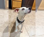 Small #5 Carolina Dog-Labrador Retriever Mix