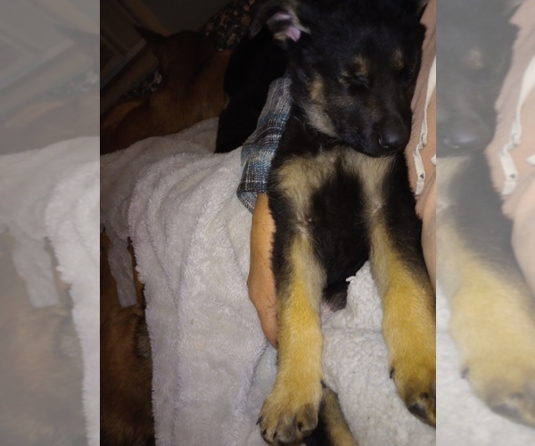 Medium Photo #11 German Shepherd Dog Puppy For Sale in FRANKLIN, GA, USA