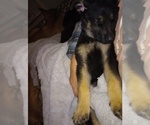 Small Photo #11 German Shepherd Dog Puppy For Sale in FRANKLIN, GA, USA