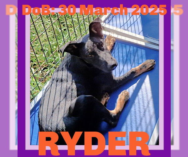 Medium Photo #2 German Shepherd Dog Puppy For Sale in Sebec, ME, USA