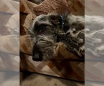 Small #2 Irish Wolfhound