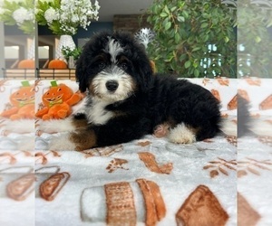 Bernedoodle Puppy for sale in GREENFIELD, IN, USA