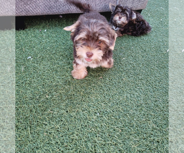 Medium Photo #5 Shorkie Tzu Puppy For Sale in LAKESIDE, CA, USA