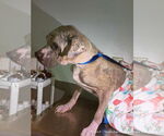 Small #11 Boxer Mix