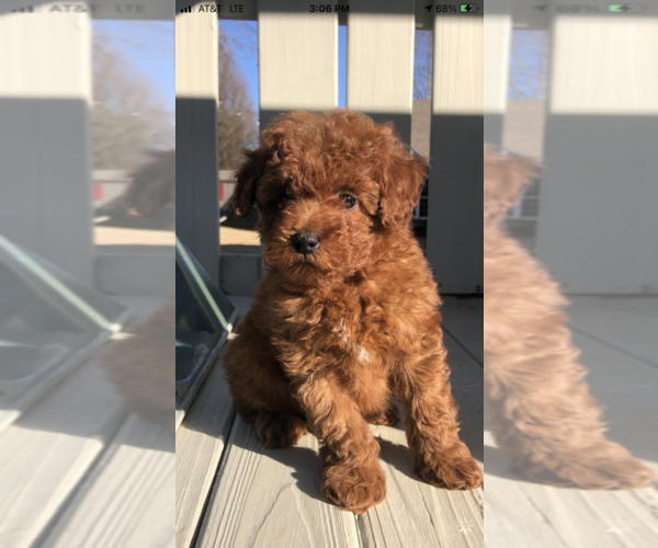 Medium Photo #11 Poodle (Toy) Puppy For Sale in BOWLING GREEN, KY, USA