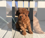 Small Photo #11 Poodle (Toy) Puppy For Sale in BOWLING GREEN, KY, USA
